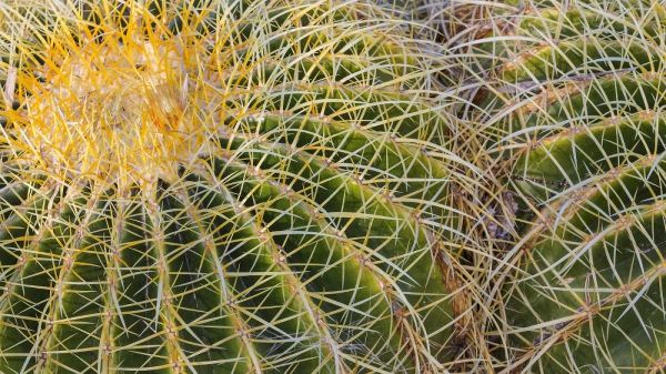 New Mexico Detail of golden barrel cactus